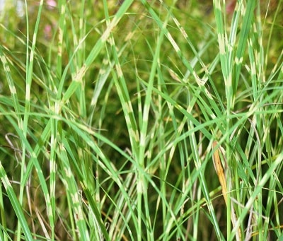 Miscanthus sinensis ‘Little Zebra’