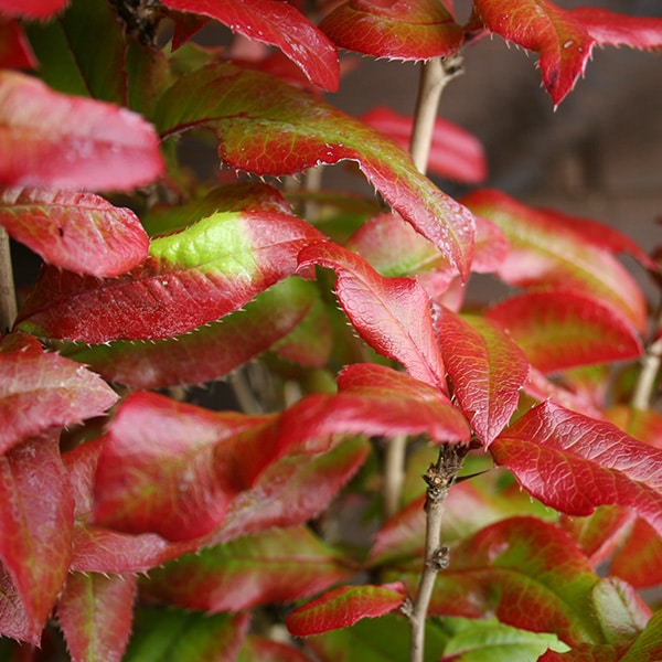 Mahoberberis miethkeana