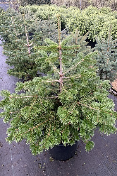 Abies nordmanniana