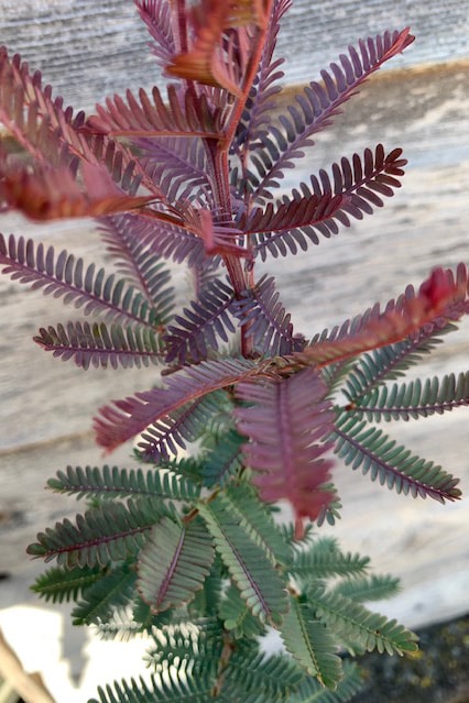 Acacia baileyana ‘Purpurea’