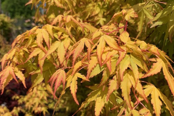 Acer palmatum ‘Katsura’