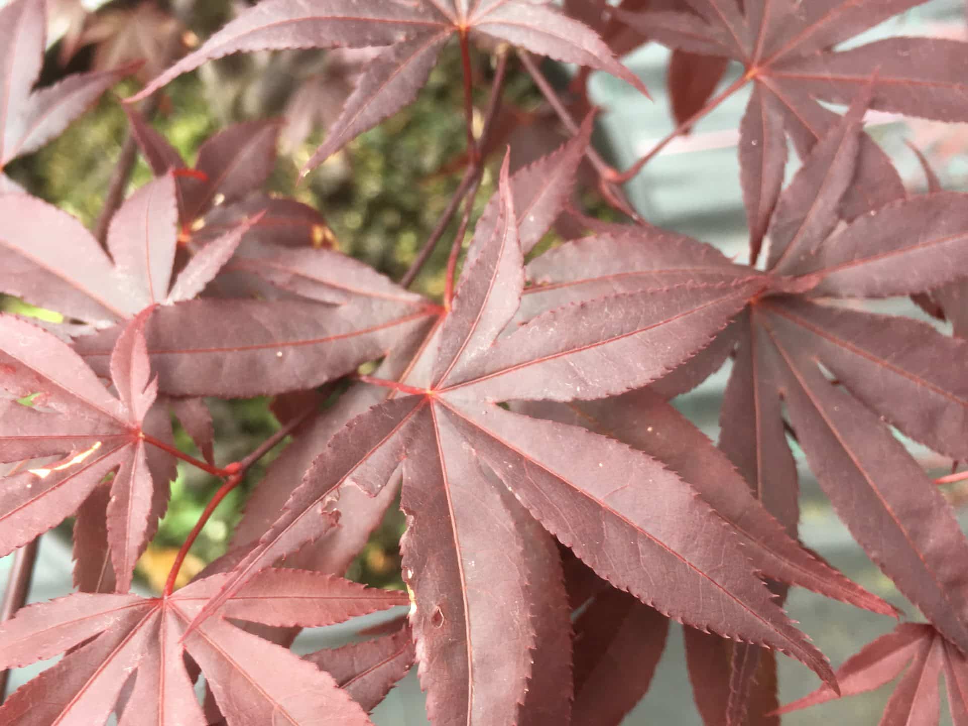 Acer palmatum ‘Red Emperor’