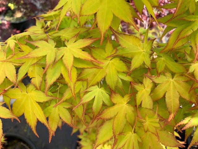 Acer palmatum ‘Aureum’