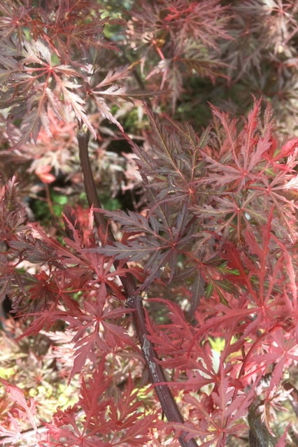 Acer palmatum var. dissectum ‘Orangeola’