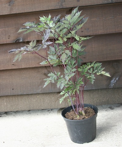 Actaea simplex (Atropurpurea Group) ‘Brunette’