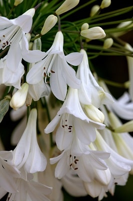 Agapanthus ‘Arctic Star’