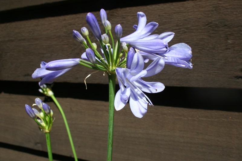 Agapanthus praecox ‘Blue Storm’