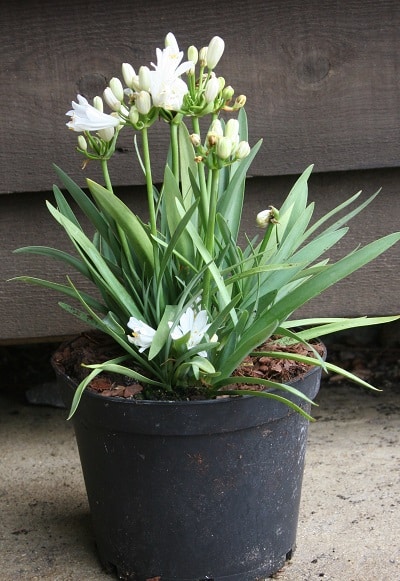 Agapanthus ‘Double Diamond’