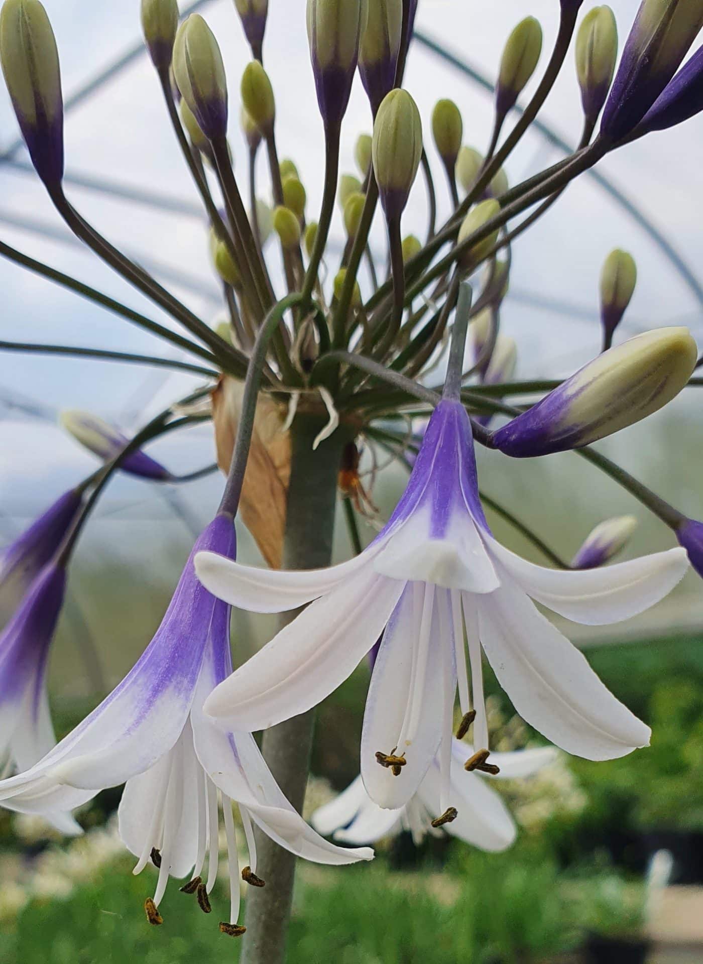 Agapanthus ‘Fireworks’