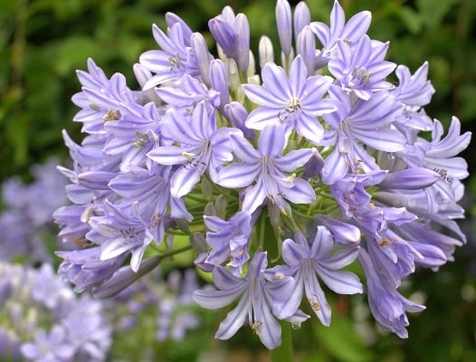 Agapanthus ‘Glenavon’