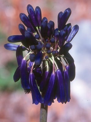 Agapanthus ‘Graskop’