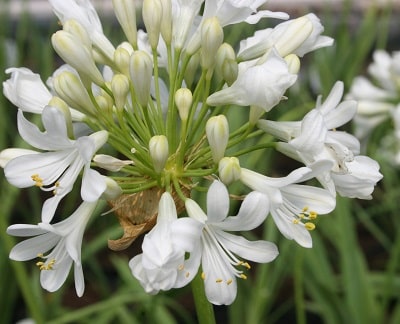 Agapanthus ‘Icicles’