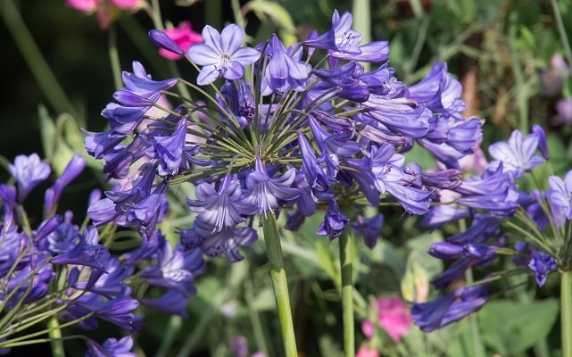 Agapanthus ‘Jacaranda’