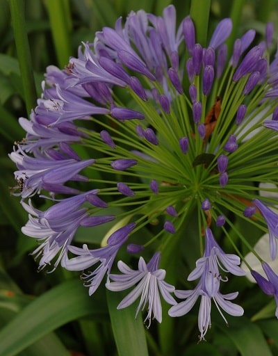 Agapanthus ‘Lavender Haze’