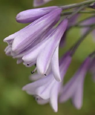Agapanthus ‘Liam’s Lilac’
