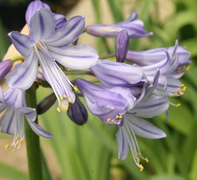 Agapanthus ‘Megan’s Mauve’