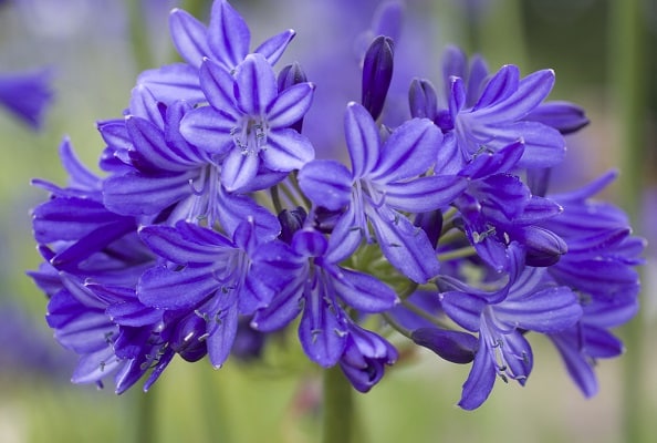 Agapanthus ‘Northern Star’