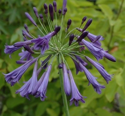 Agapanthus ‘Purple Cloud’