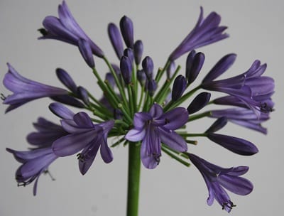 Agapanthus ‘Purple Delight’