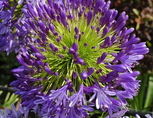 Agapanthus ‘Regal Beauty’