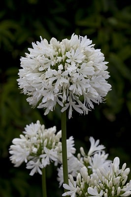 Agapanthus ‘Snow Cloud’