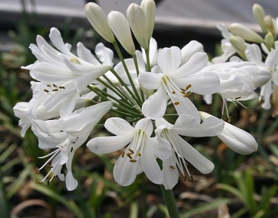 Agapanthus ‘Snow Crystal’