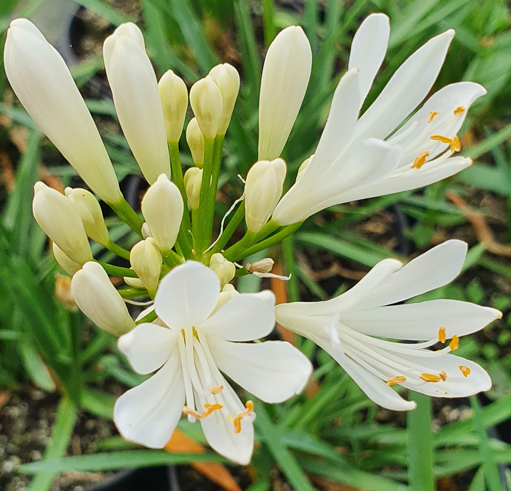 Agapanthus ‘Snow Pixie’