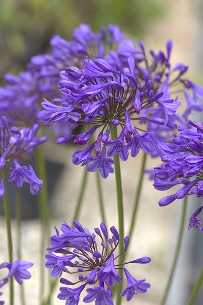Agapanthus ‘Tom Thumb’