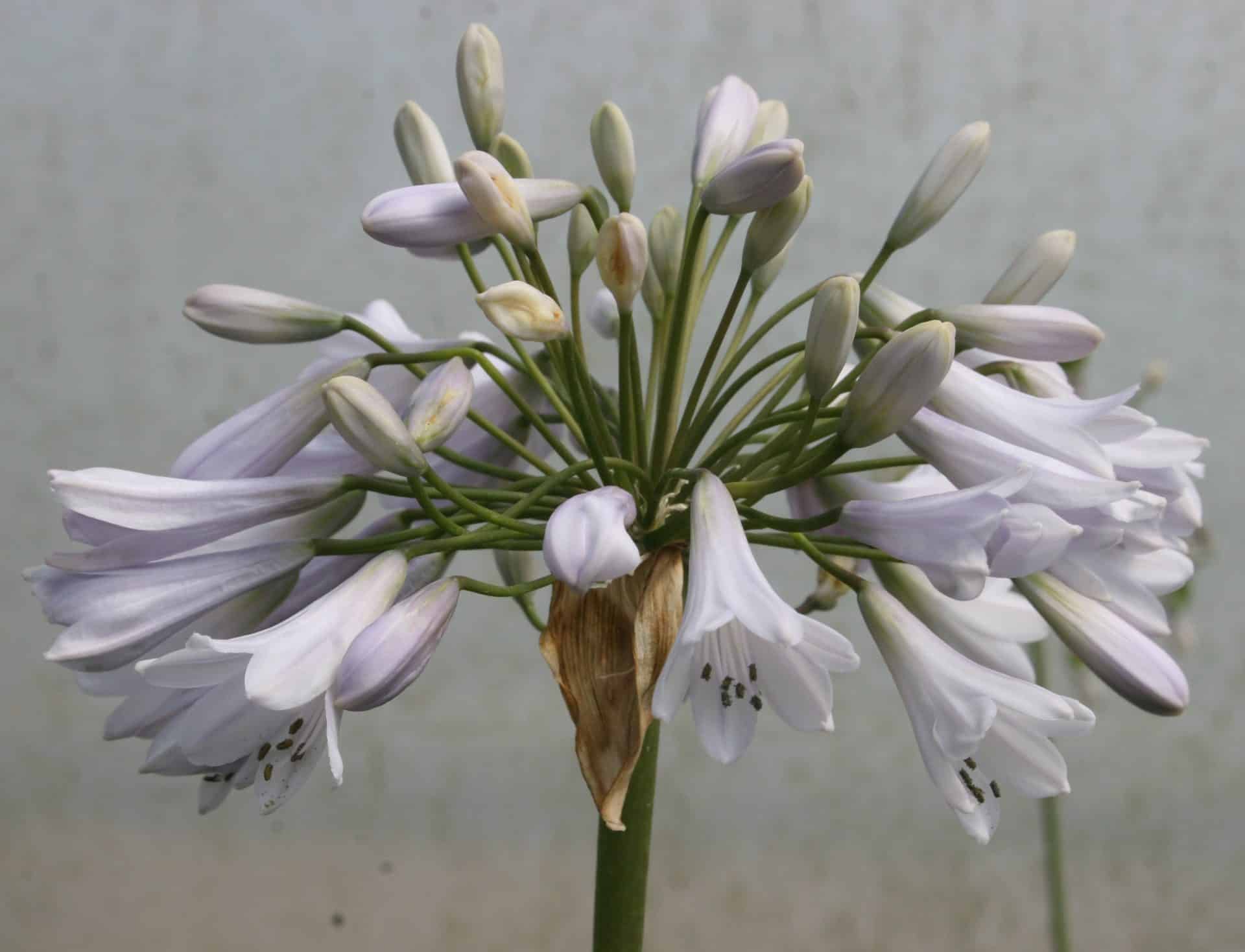 Agapanthus ‘Windsor Grey’
