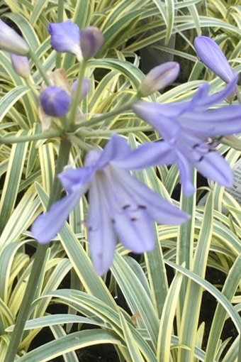 Agapanthus ‘Golden Drop’
