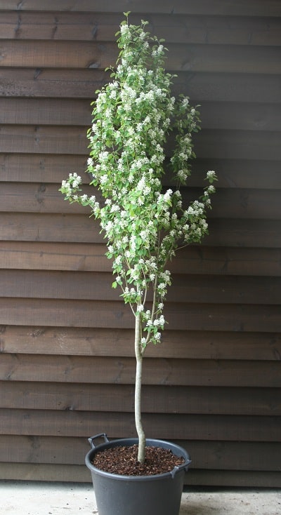 Amelanchier alnifolia ‘Obelisk’