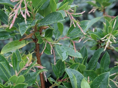 Arbutus andrachne