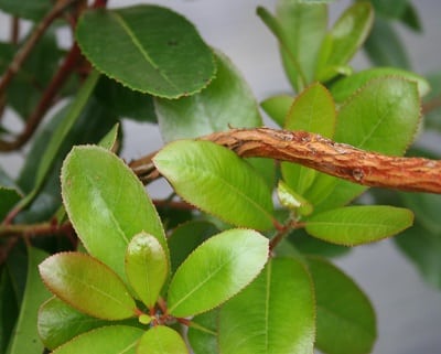 Arbutus unedo