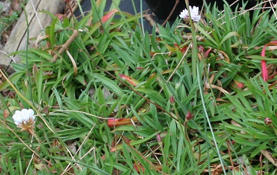 Armeria ‘Joystick White’