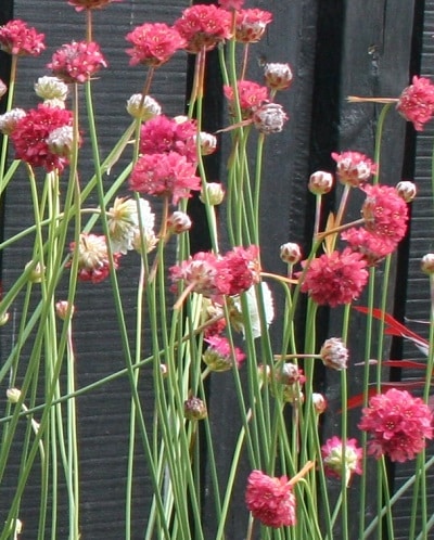 Armeria ‘Joystick Red’