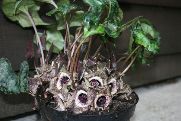 Asarum splendens