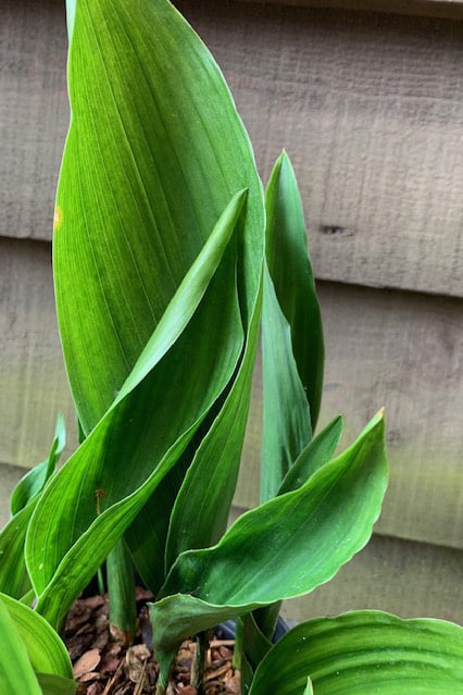 Aspidistra elatior