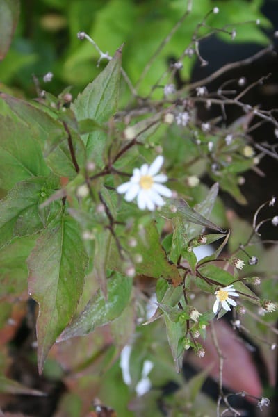 Aster divaricatus