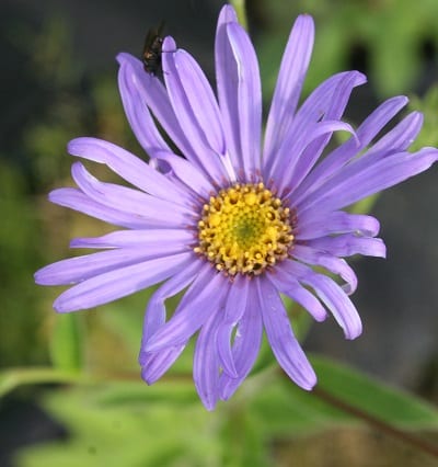 Aster x frikartii ‘Monch’