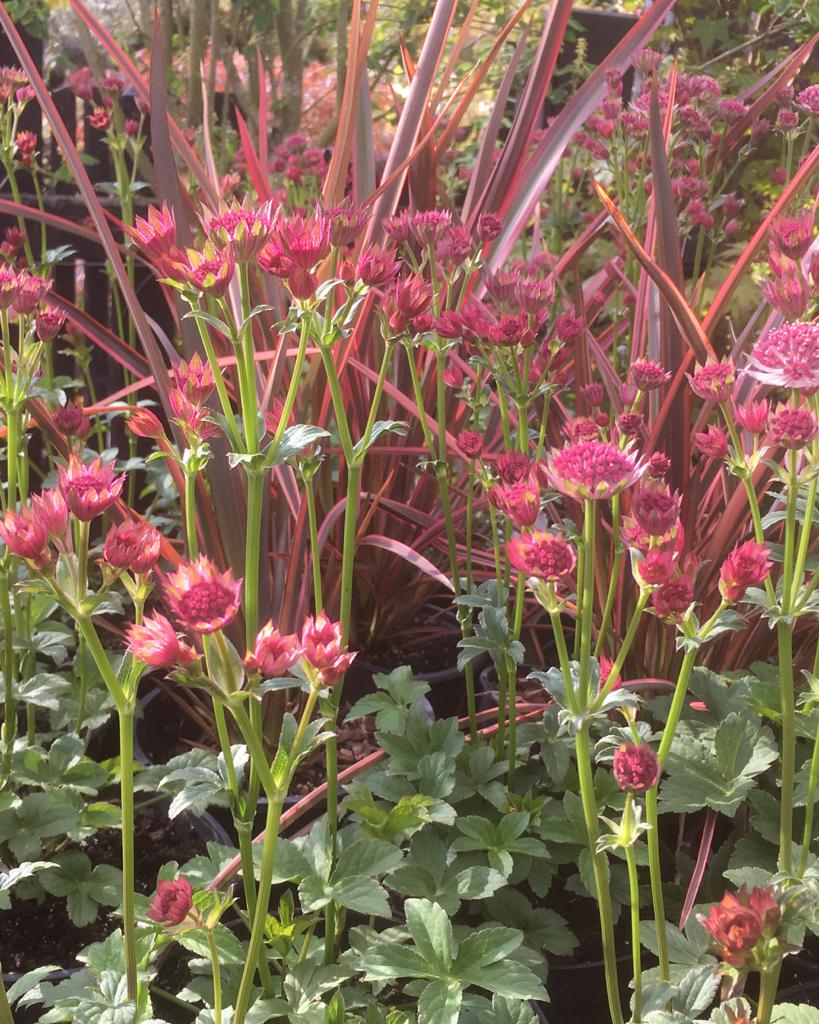 Astrantia ‘Roma’
