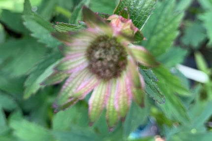 Astrantia major