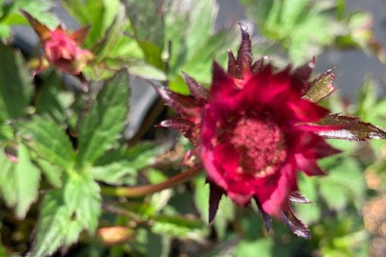 Astrantia major Rubra