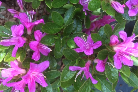 Azalea japonica ‘Geisha’ Lilac