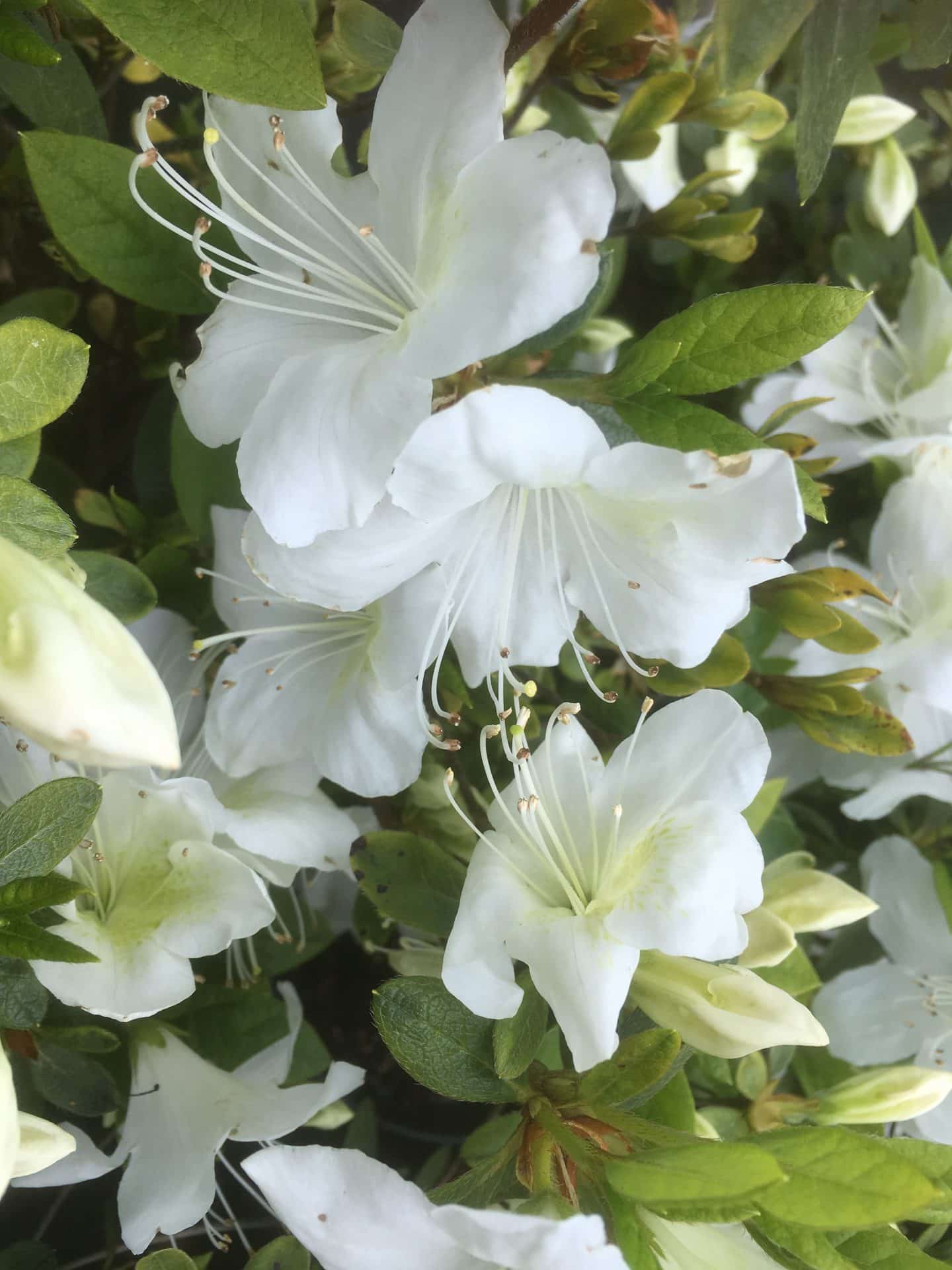 Azalea japonica ‘Snow Hill’