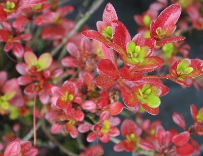 Azalea japonica ‘Maruschka’