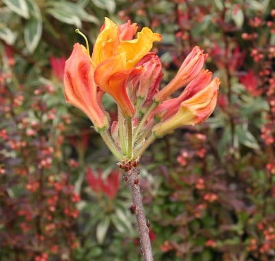 Azalea Exbury Seedlings