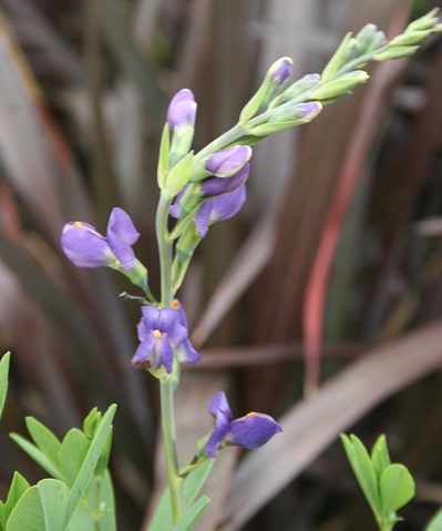 Baptisia australis