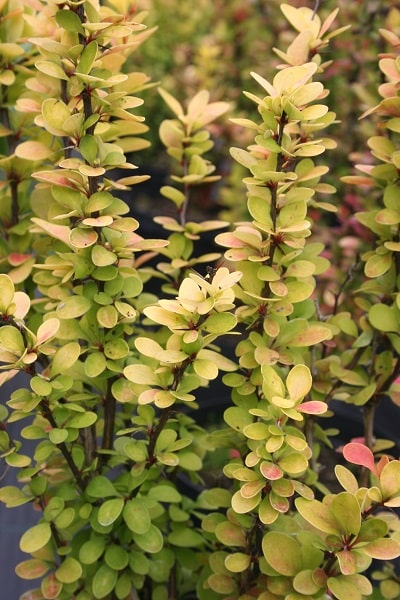 Berberis thunbergii ‘Golden Rocket’