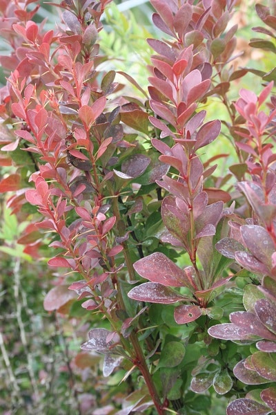 Berberis thunbergii ‘Orange Rocket’