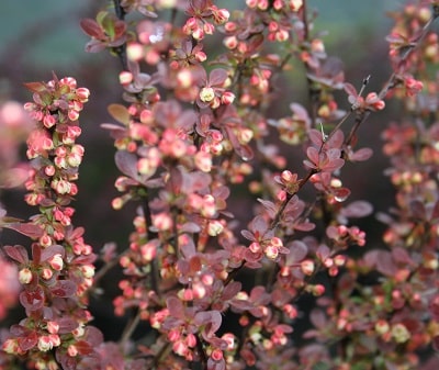 Berberis thunbergii ‘Rosy Rocket’